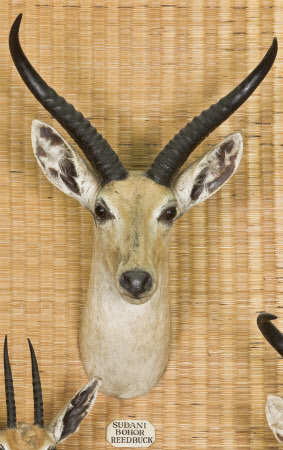 Bohor reedbuck head