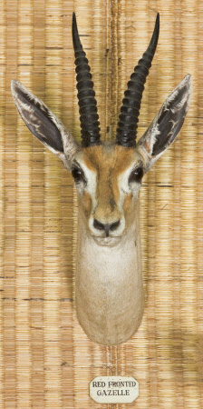 Red-fronted gazelle head