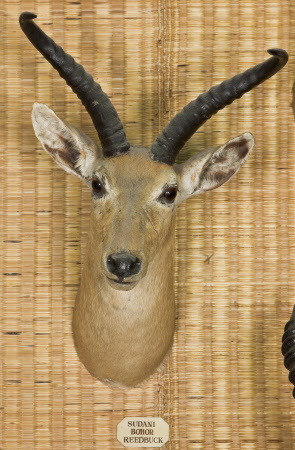 Bohor reedbuck head