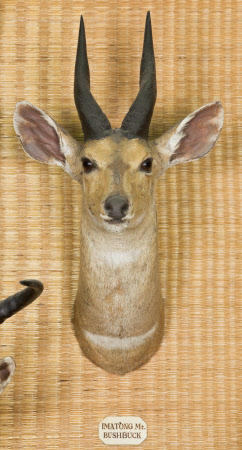 Bushbuck head