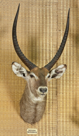 Waterbuck head