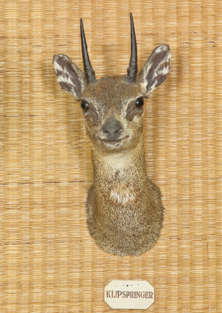 Klipspringer head