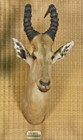 Lelwel hartebeest head