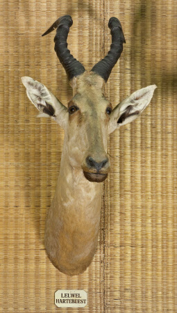Lelwel hartebeest head