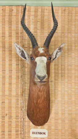 Blesbok Head
