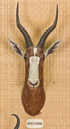 Bontebok head