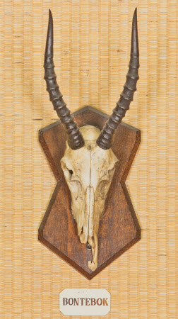 Bontebok head