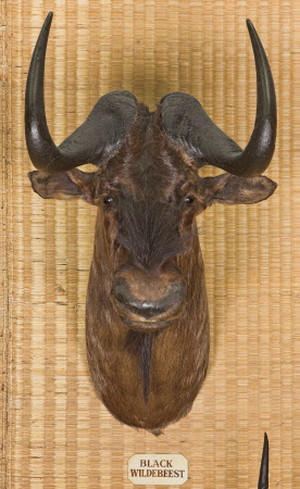 Wildebeest head