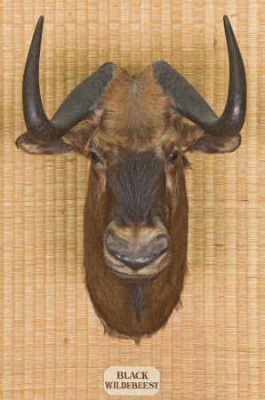 Wildebeest head