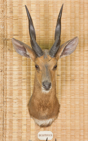 Bushbuck head
