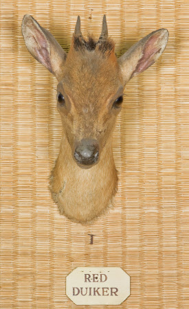 Red-flanked duiker head