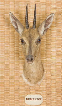 Common duiker head