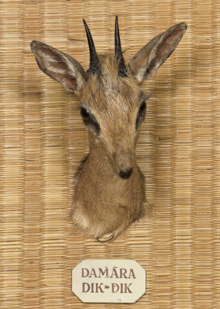 Damara Dik Dik