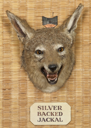 Jackal