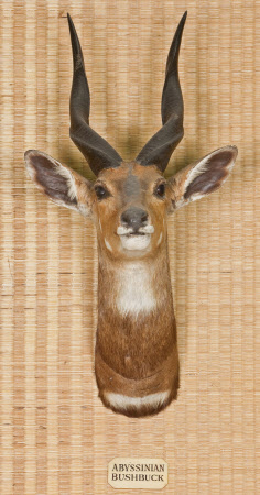 Bushbuck head