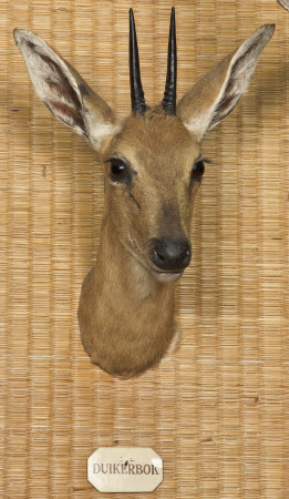 Common duiker head