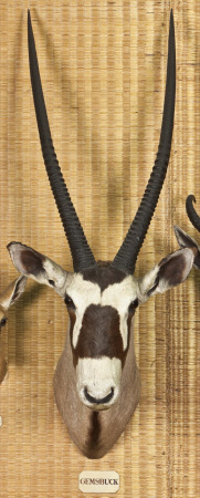Gemsbok head