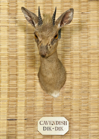 Kirk's dik-dik head