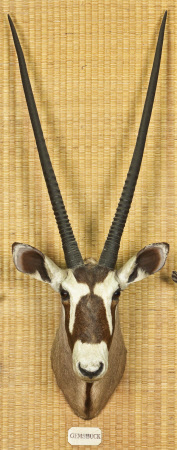 Gemsbok head