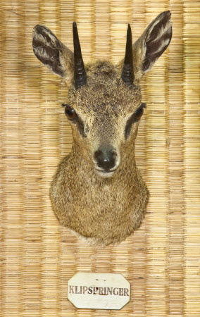 Klipspringer head