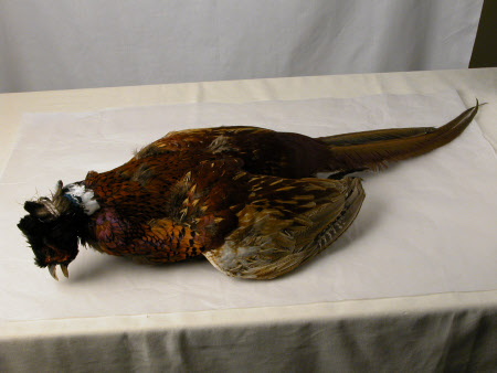 Pheasant
