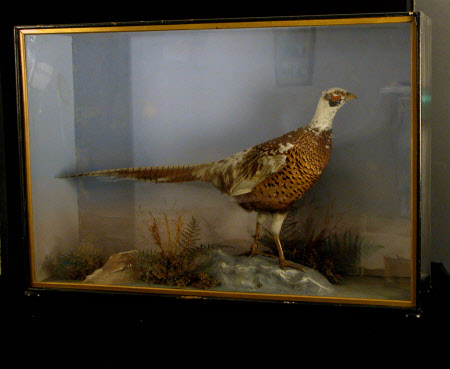 Pheasant
