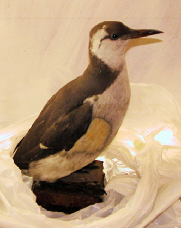 Auk