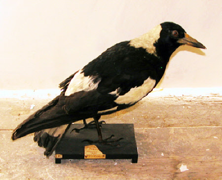 Piping crow