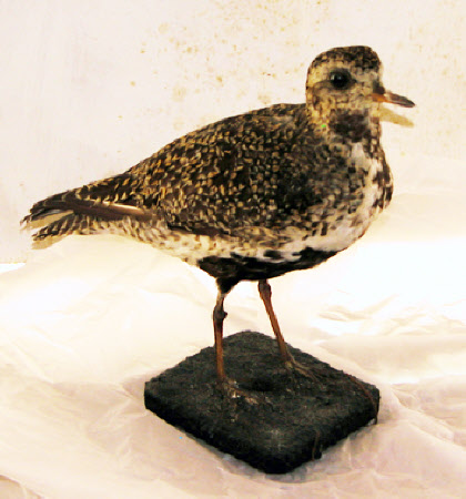 Golden plover