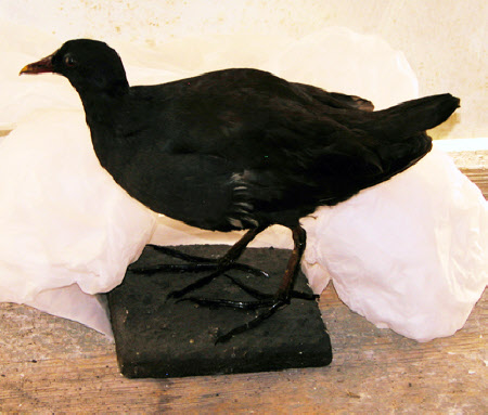 Moorhen
