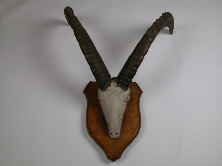 Ibex horn