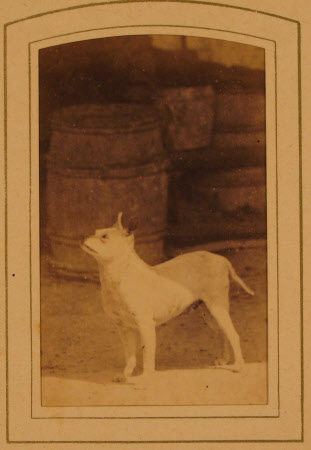Carte-de-visite