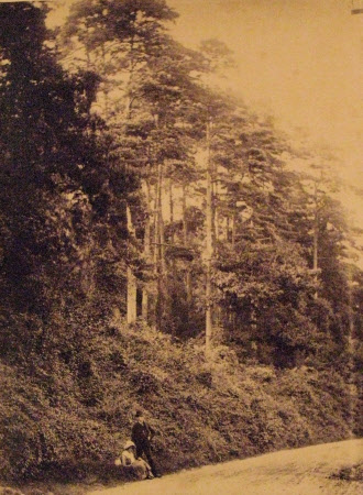 1885 Lympley Stake