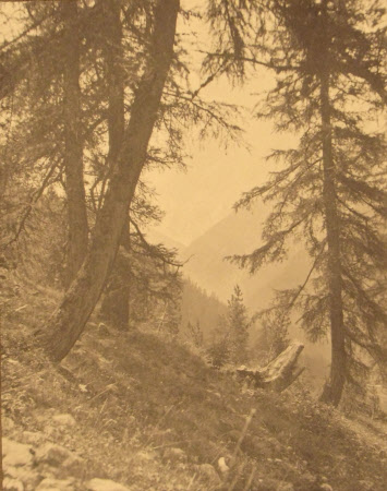 On the Schafberg