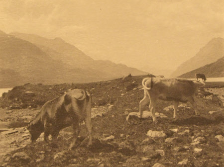 Near Bernina Hospice