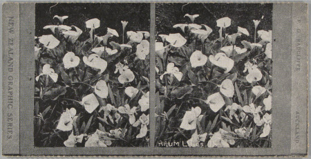 Arum Lilies