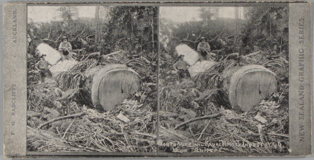 North Auckland Kauki Timber Industry - "Snipers"