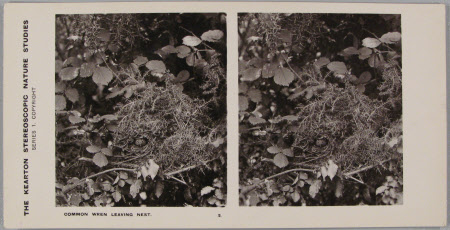 Common Wren Leaving Nest