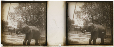 Elephant