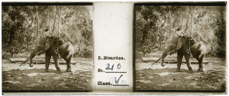 Forest Elephant