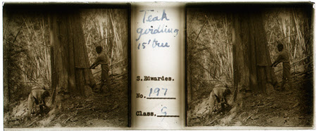 Teak Girdling - 15' tree