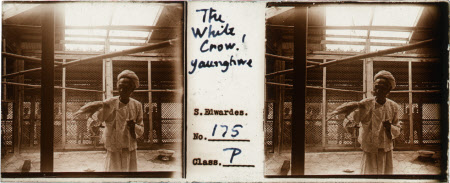 The White Crow! Yaurgtiwe