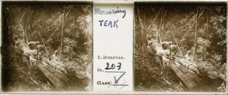 Measuring Teak