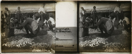 Fish Market