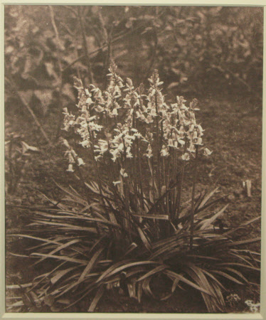 Bluebells in the Garden