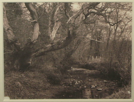 Elm Tree Arching over Stream