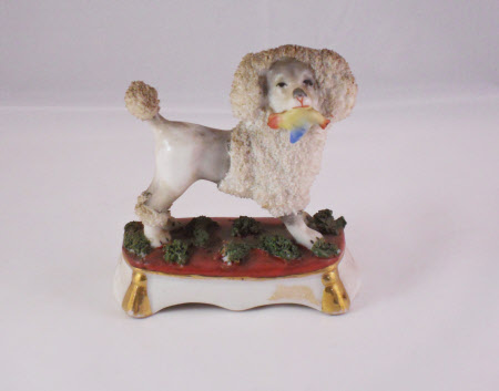 Poodle
