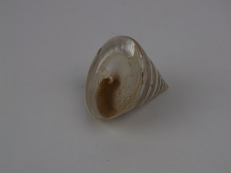 Sea shell