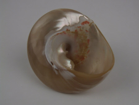 Sea shell