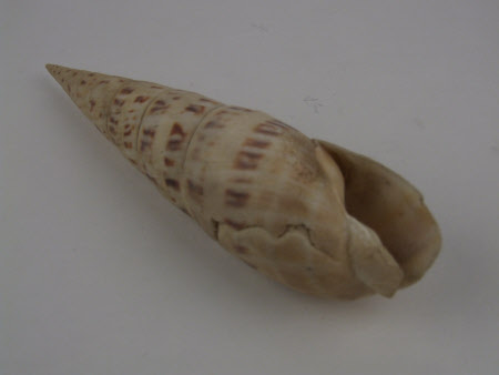 Sea shell